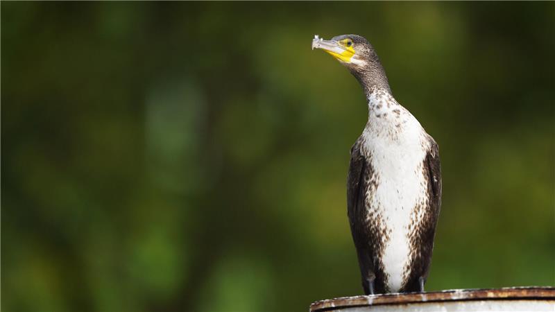 Ein Kormoran sitzt auf einem rostigen Pfeiler. Die Vögel sind bei Anglern unbeliebt, weil sie große Mengen Fisch fressen.