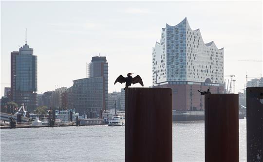 Ein Kormoran sitzt bei Sonnenschein auf einem Poller im Hamburger Hafen. Im Hintergrund ist die Elbphilharmonie zu sehen.