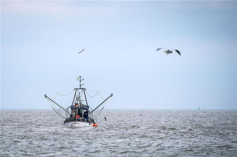 Bund gibt drei Millionen Euro Beihilfe für Fischereibetriebe Ein Krabbenkutter fährt aus dem Hafen.