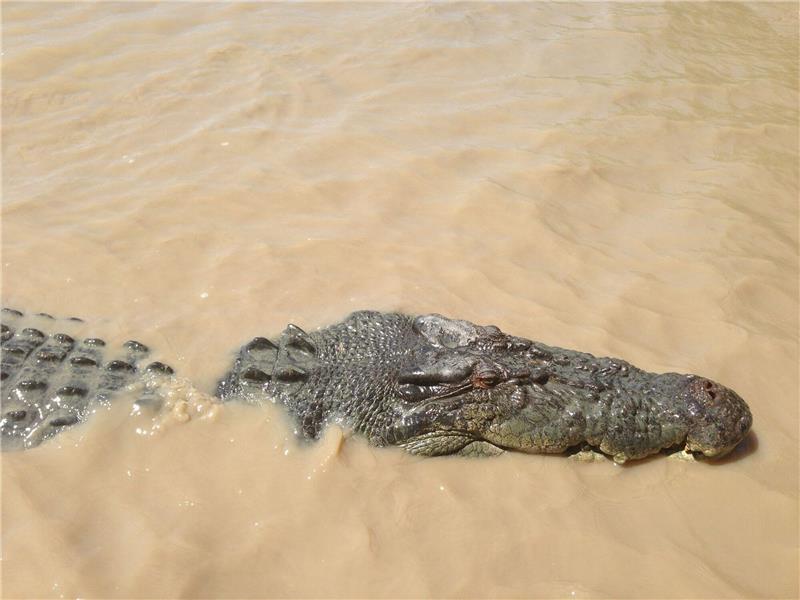 Kind im Kakadu-Nationalpark von Krokodil angegriffen Ein Krokodil hat im Norden von Australien ein Kind attackiert.