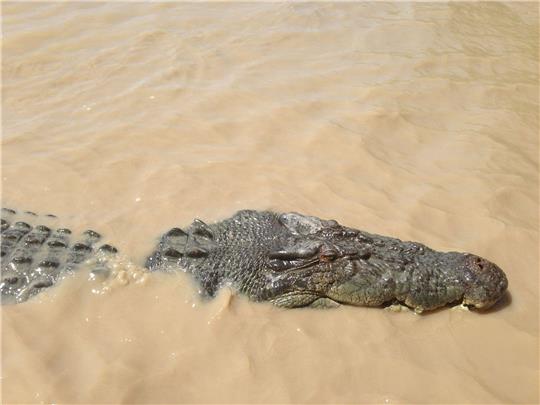 Ein Krokodil hat im Norden von Australien ein Kind attackiert.