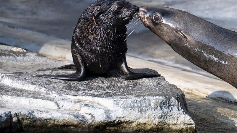Ein Küsschen für den Nachwuchs