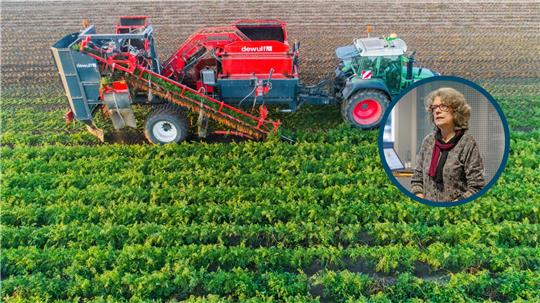 Ein Landwirt erntet Bio-Möhren auf einem Feld. In kleinen Bild: Die frühere Projektmanagerin Antje Radcke