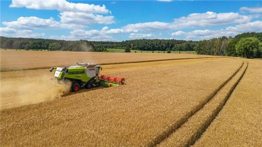 Ein Landwirt erntet mit seinem Mähdrescher Gerste auf einem Feld in Ostbrandenburg.