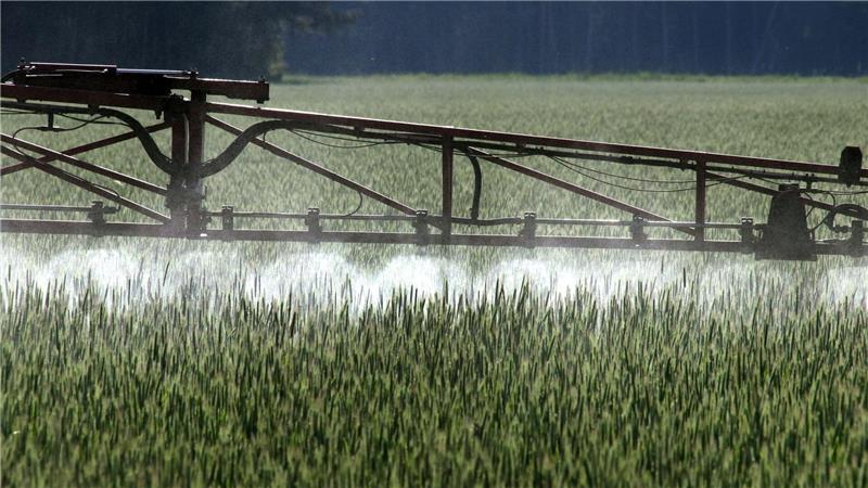 Ein Landwirt versprüht Pflanzenschutzmittel über ein Roggenfeld.