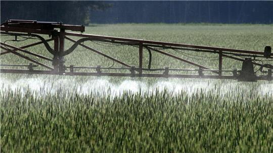Ein Landwirt versprüht Pflanzenschutzmittel über ein Roggenfeld.