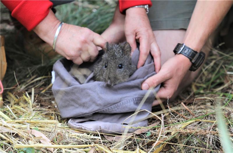 Ein Langschnauzen-Kaninchenkänguru bei der Auswilderung in Australien.