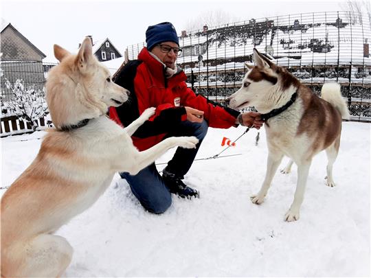 Ein Leben ohne Siberian Huskys kann sich Rüdiger Pinnow nicht vorstellen. Nuka (links) und Nanook wohnen bei ihm und seiner Frau. Foto: Potthast