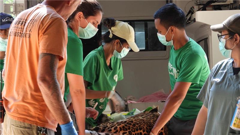 Ein Leopard wird in der Klinik behandelt. 