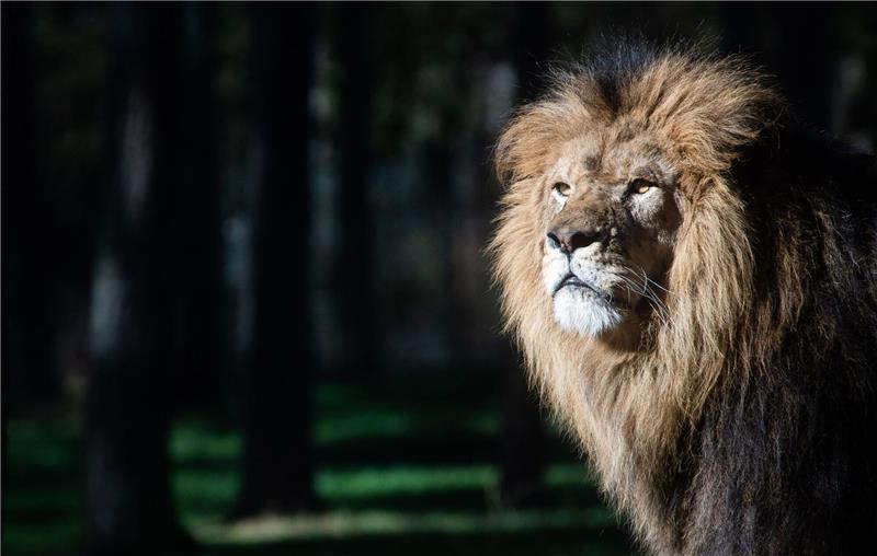 Ein Löwe steht in seinem Gehege im Serengeti-Park.