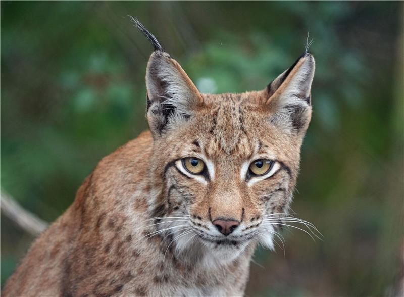 Ein Luchs.
