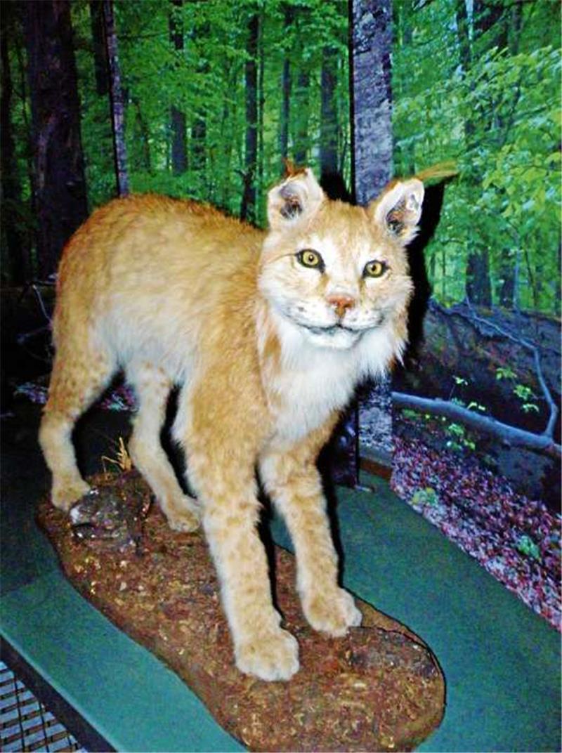 Zänkische Herren in der Beißkatze Ein Luchs im Bergwerk. Er gehört zur Abteilung „Nationalpark Harz“ und soll an die enge Verbindung von Bergwerk und Wäldern erinnern.  Foto: Habel