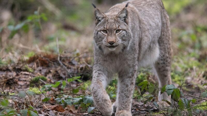 Ein Luchs spaziert durch sein Gehege im Wildpark Alte Fasanerie in Hanau.