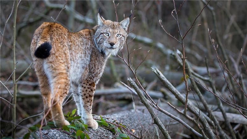 Ein Luchs blickt in die Kamera.