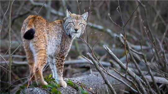Ein Luchs blickt in die Kamera.