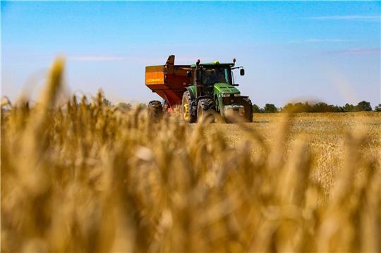Ein Mähdrescher erntet Getreide auf einem Feld in der Region Odessa im Süden der Ukraine.