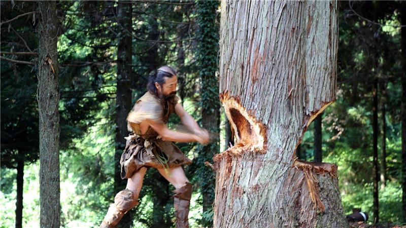 Steinzeit-Kanu bewältigt tückische Meeresströmung Ein Mann fällt einen Baum für den Nachbau eines steinzeitlichen Kanus.