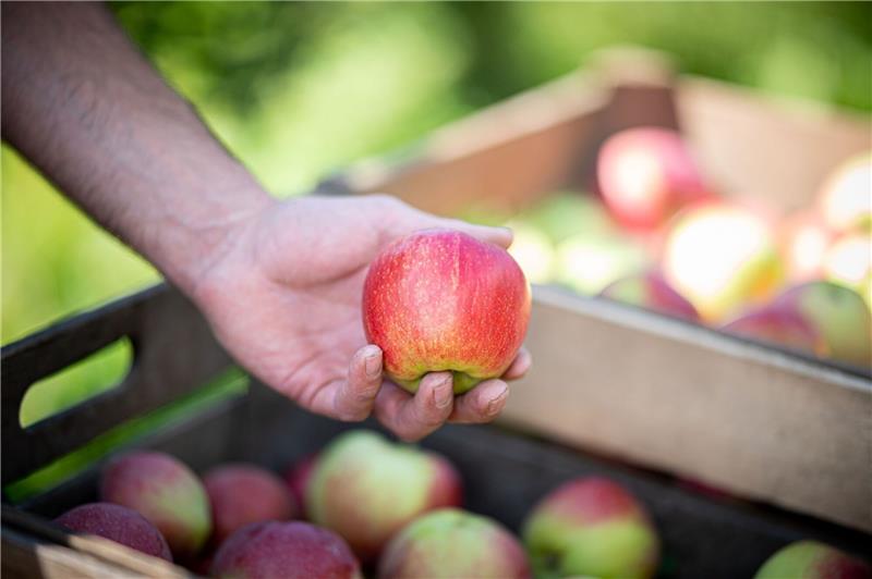 Apfelbauern lassen wegen geringer Nachfrage Obst an Bäumen Ein Mann hält auf einem Obsthof im Alten Land einen Apfel.