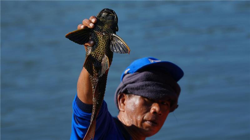 Ein Mann hält einen Harnischwels hoch, den er während einer Aktion zur Entfernung invasiver Arten aus den Flüssen, Kanälen und Wasserreservoirs der indonesischen Hauptstadt Jakarta gefangen hat.