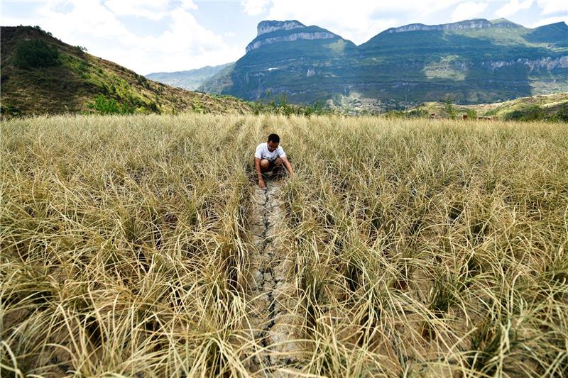 WMO: Asien besonders stark von Klimawandel-Folgen betroffen Ein Mann überprüft die durch Dürre verursachten Schäden an Reis (2022).