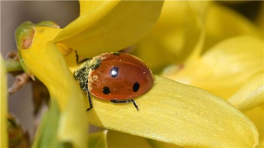 Ein Marienkäfer sitzt auf einer Blüte einer Forsythie in Werder (Havel).