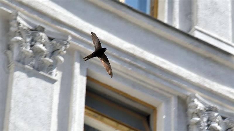 Ein Mauersegler fliegt vor einem Haus. (Archivbild)