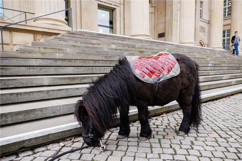 Ein Mini Shetland Pony steht vor Beginn der Kundgebung vor den Treppen zum Landtagsgebäude.