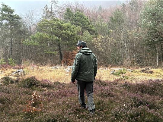 Ein Mitarbeiter des Forstkorps im Trentino untersucht ein Waldstück. Im Trentino leben durch ein erfolgreiches Wiederansiedlungsprojekt wieder Braunbären.