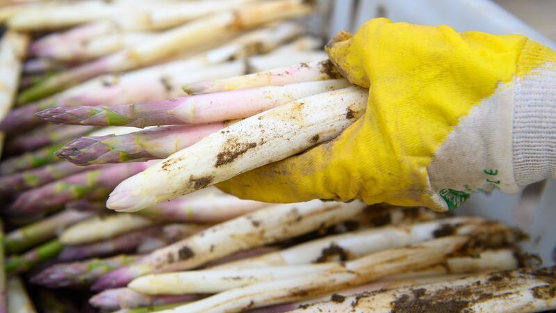 Ein Mitarbeiter legt frisch gestochenen Spargel in eine Kiste.