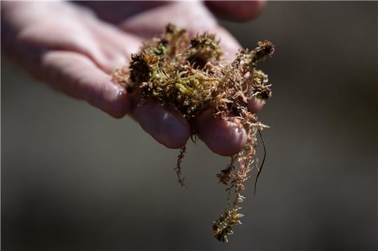 Ein Mitarbeiter vom Nationalpark Harz hält Torfmoos. Zahlreiche seltene oder bedrohte Tier- und Pflanzenarten, die in diesem Jahr als Tier oder Pflanze des Jahres gewürdigt wurden, sind auch im Nationalpark Harz zu Hause. Foto: Swen Pförtner/dpa