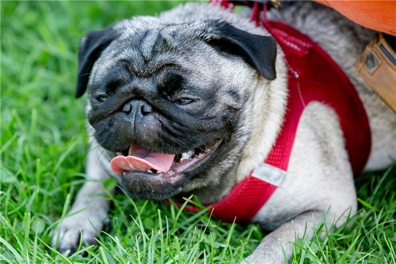 Kranke Modehunde? - Forscher prangert Zucht-Trends an Ein Mops während des 10. Internationalen Berliner Mopstreffen im August 2019.