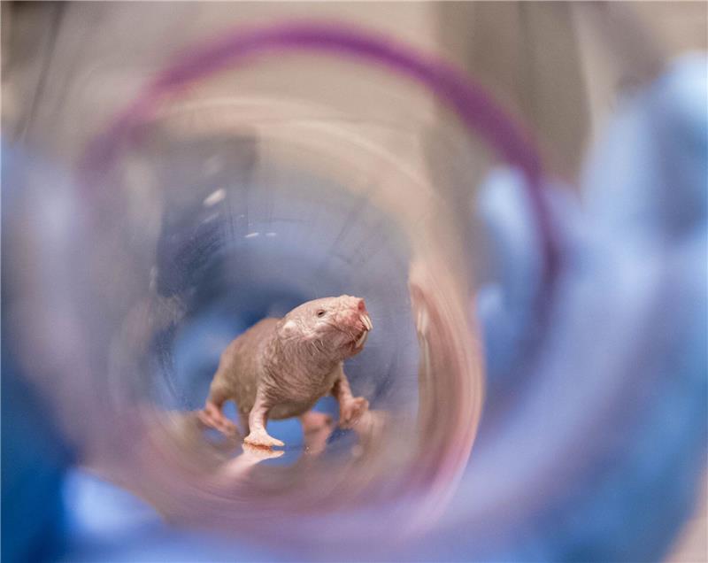 Die besondere Fruchtbarkeit der Nacktmulle Ein Nacktmullweibchen im Labor der Pittsburgh School of Medicine. Die Königin einer Nacktmull-Kolonie kann bis ins hohe Alter Nachwuchs bekommen.