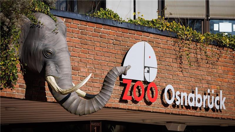 Ein Nandu ist im Zoo Osnabrück gestorben, bei einer ersten Untersuchung wurde der Vogelgrippevirus festgestellt. (Archivbild)