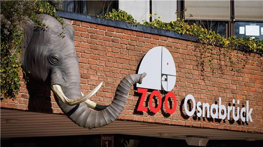 Ein Nandu ist im Zoo Osnabrück gestorben, bei einer ersten Untersuchung wurde der Vogelgrippevirus festgestellt. (Archivbild)