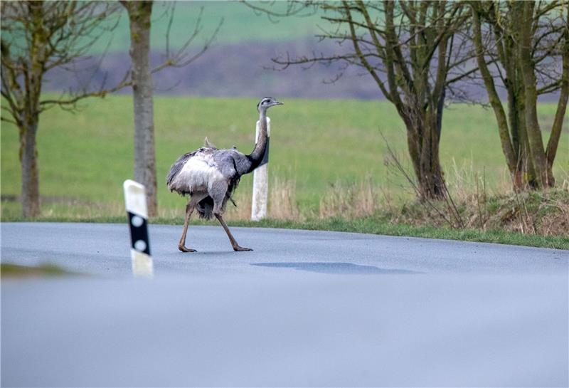 Ein Nandu spaziert über ein Straße.