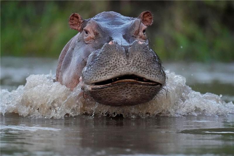 Flusspferd von Drogenbaron Escobar bei Unfall getötet Ein Nilpferd schwimmt im Fluss Magdalena im kolumbianischen Puerto Triunfo (Archivbild).