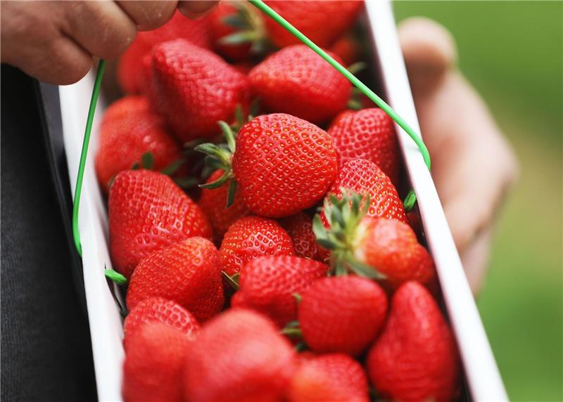 Ein Obstbauer hält in einem Zelt einen Korb Erdbeeren in der Hand.