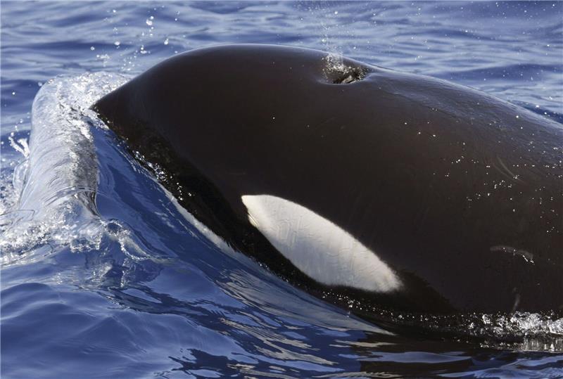 Erneut Orca-Attacke auf der Mallorca-Regatta Ein Orca (Schwertwal) im Meer vor Lanzarote. Seit Monaten häufen sich Berichte über Orca-Attacken vor den Küsten Spaniens und Portugals.