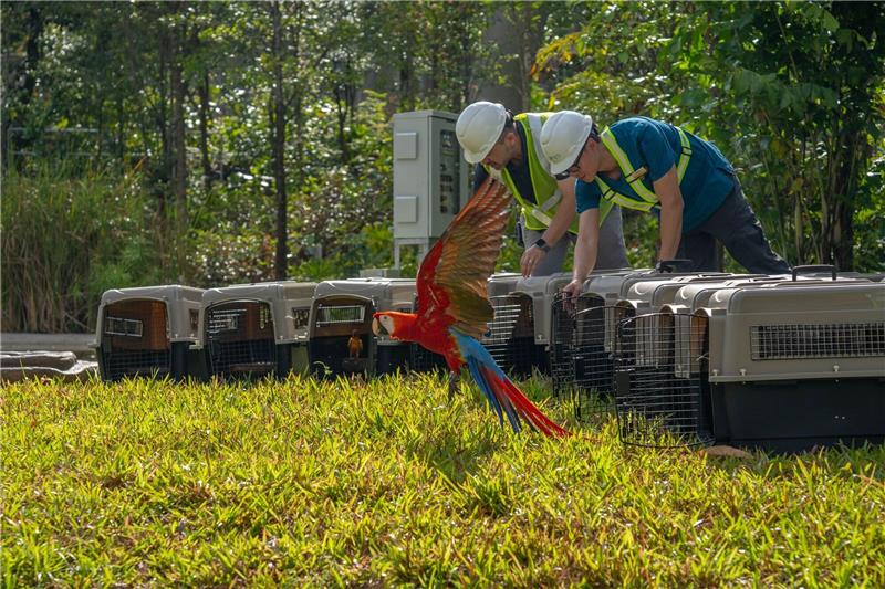 Neues „Bird Paradise” in Singapur: Umzug für Tausende Vögel Ein Papagei nach dem Umzug im «Bird Paradise».