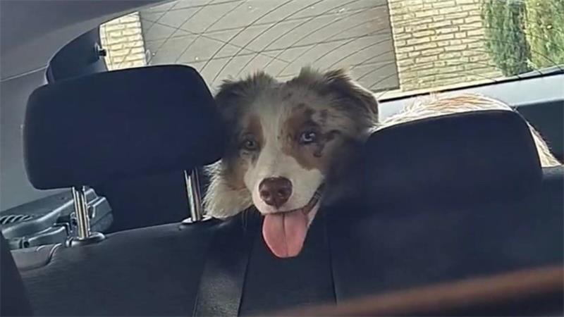 Ein Passant hatte den stark hechelnden Hund in einem Auto bemerkt, das auf einem Supermarktparkplatz abgestellt war.