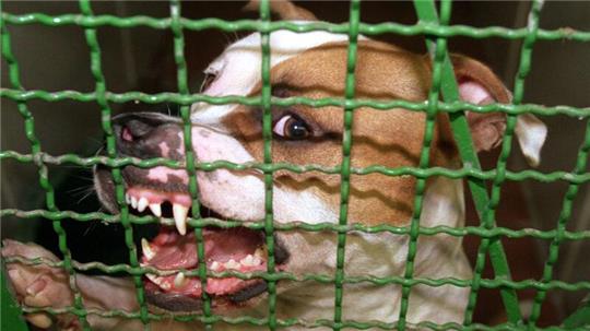 Ein Pitbull hat auf Mallorca seinen eigenen Halter schwer verletzt. Der Deutsche musste in ein Krankenhaus gebracht werden. (Archivbild)