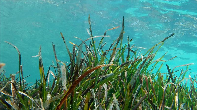 Ein Projekt für den Schutz von Seegras wird mit dem Jugend-Naturschutzpreis 2025 ausgezeichnet. (Symbolbild)
