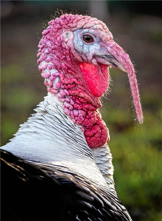 Ein Puter kann Angst einflößen, aber muss er dann als Weihnachtsbraten enden? Rüdiger Aboreas erzählt eine muntere Adventsgeschichte aus Bad Grund.  Foto: dpa