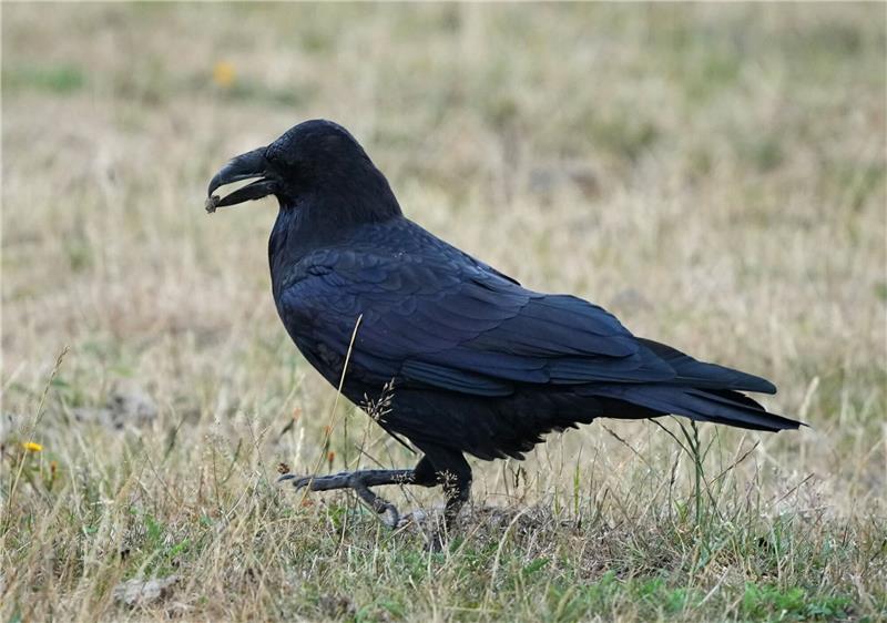 Tiere suchten schon vor 30.000 Jahre Nähe zum Menschen Ein Rabe (Corvidae) spaziert im brandenburgischen Wildpark Schorfheide mit Futter im Schnabel über eine Wiese.
