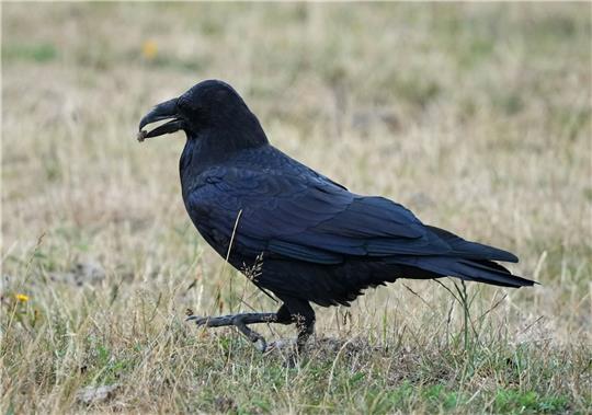 Ein Rabe (Corvidae) spaziert im brandenburgischen Wildpark Schorfheide mit Futter im Schnabel über eine Wiese.