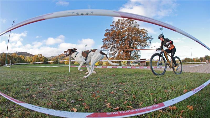 Schlittenhunderennen Harzer Luchstrail gestartet Ein Radfahrer wird von einem Schlittenhund auf der Galopprennbahn in Bad Harzburg gezogen.
