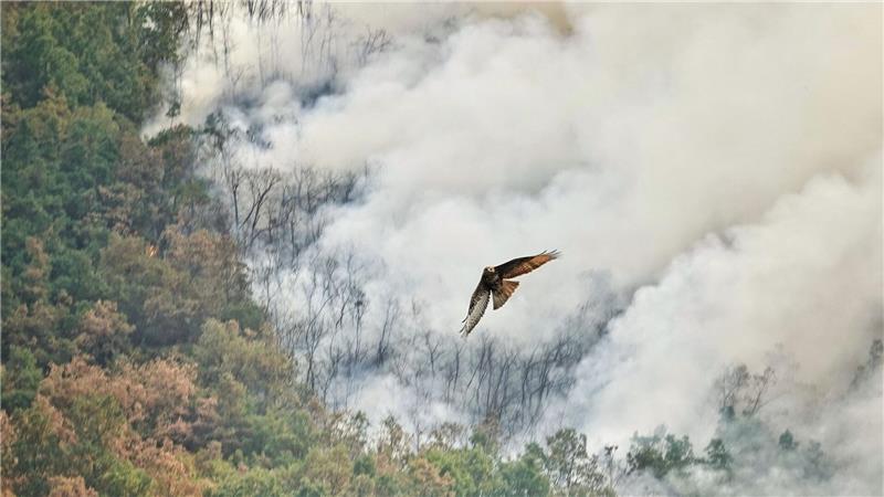 Bilder des Tages Ein Raubvogel flieht vor den Flammen während eines Waldbrandes in Anllarinos Del Sil, Asturien.