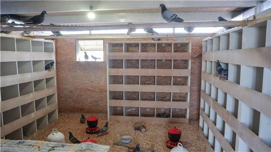 Ein Raum mit artgerechtem Futter, sauberem Wasser und Nistplätzen soll helfen, die Zahl der Bremer Tauben zu reduzieren.