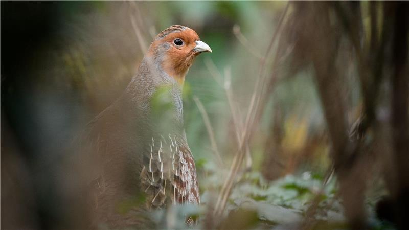 Bestand der Rebhühner leicht gestiegen Ein Rebhuhn im Gehege des Zoologischen Gartens Wilhelma