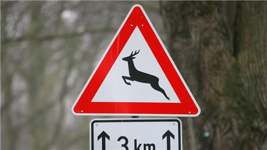 Ein Reh auf der Straße hatte den Unfall ausgelöst. (Symbolbild)